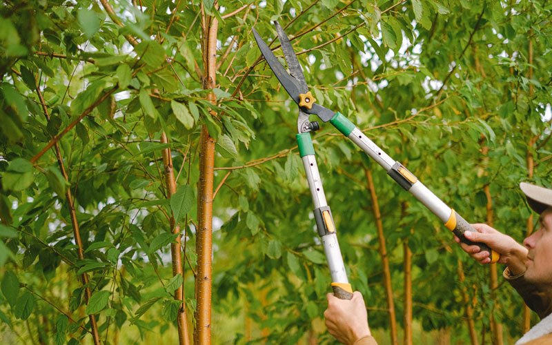 Tree trimming in Condon, OR